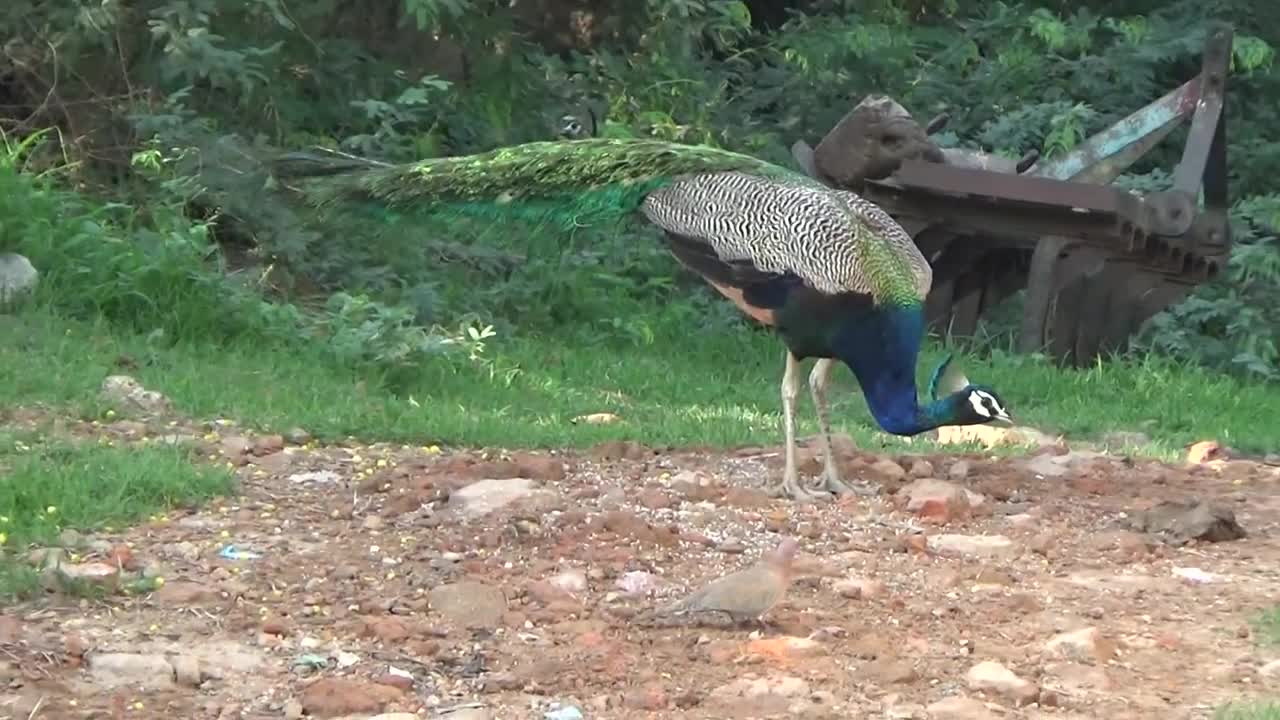 Rare_View_of_Peacock