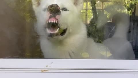 Husky Shows Off His Teeth