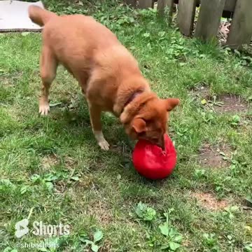 Angry dog barking #viral #dog #rottweiler #ytshorts #trending