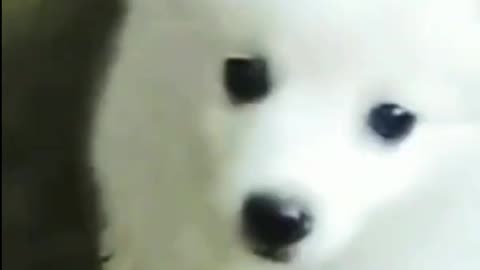 White puppies|| cute funny puppies & dog || viral funny cute white puppies