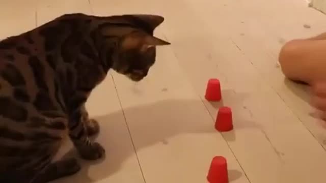 The magical cat, see how powerful this cat is