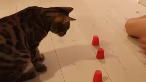 The magical cat, see how powerful this cat is