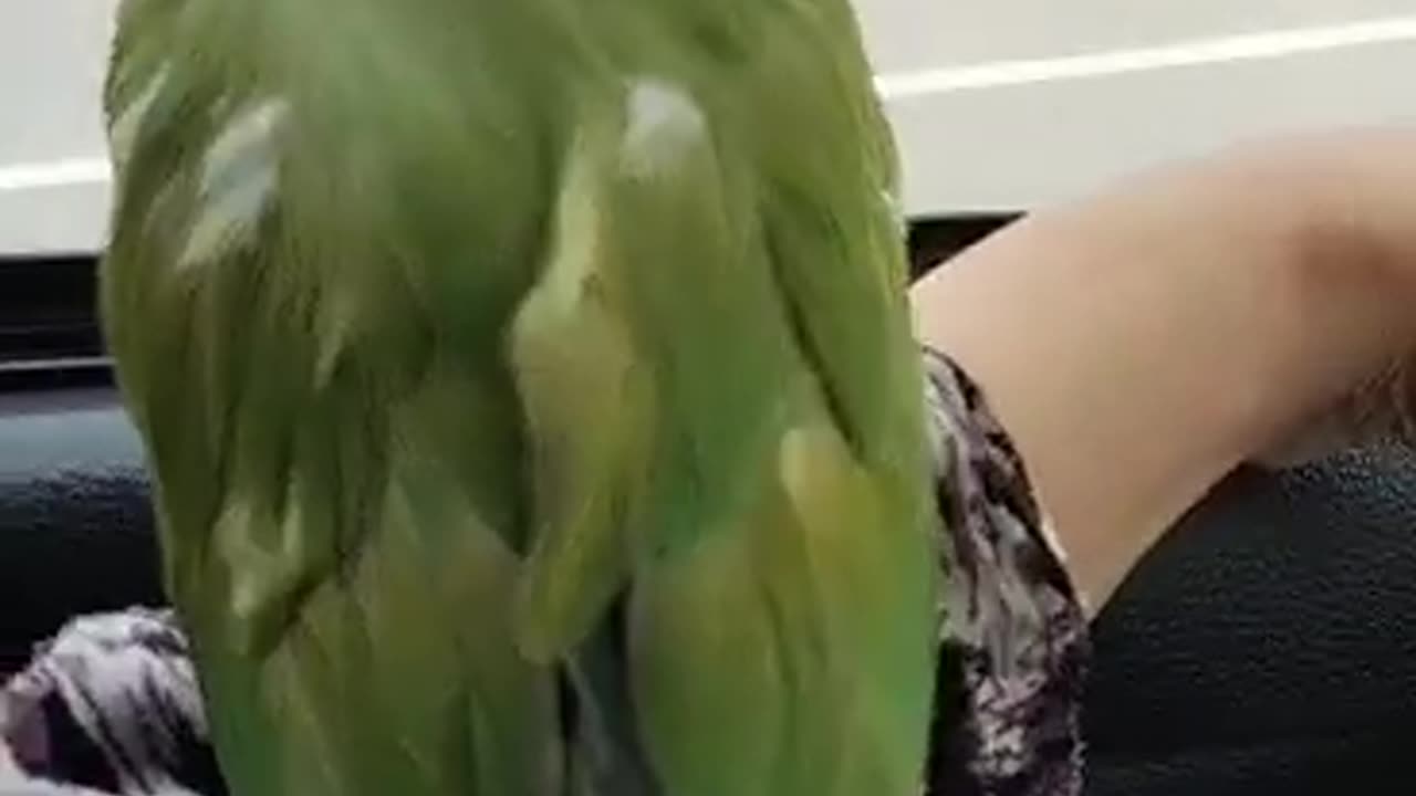 Cute parrot 🦜