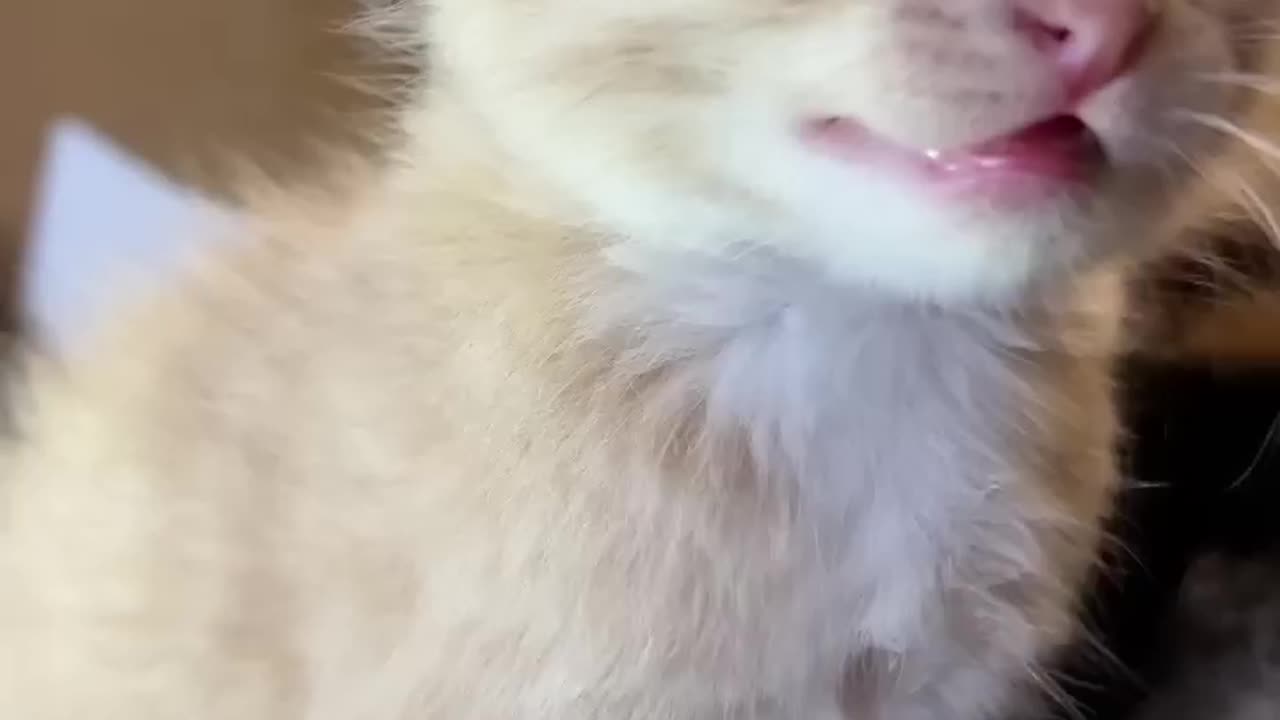 Kitten meows. (Play this to make your cat go crazy)