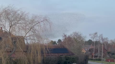 Beautiful Starling Murmuration Creates Stunning Formations