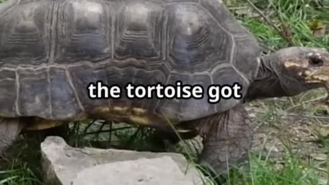 story of the race between an Arrogant Hare in the slow and steady Tortoise