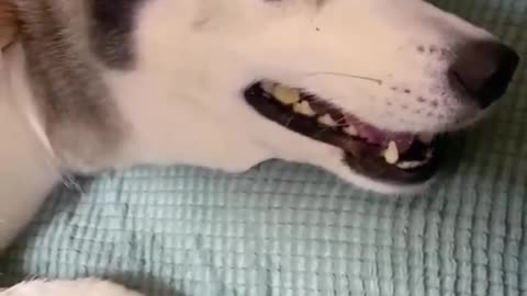 funny dog,funny cat,funny dogs,funny cats