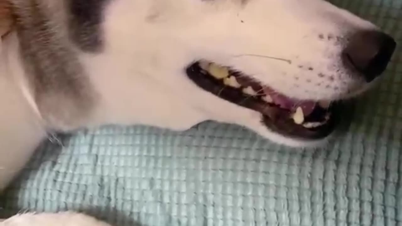 funny dog,funny cat,funny dogs,funny cats