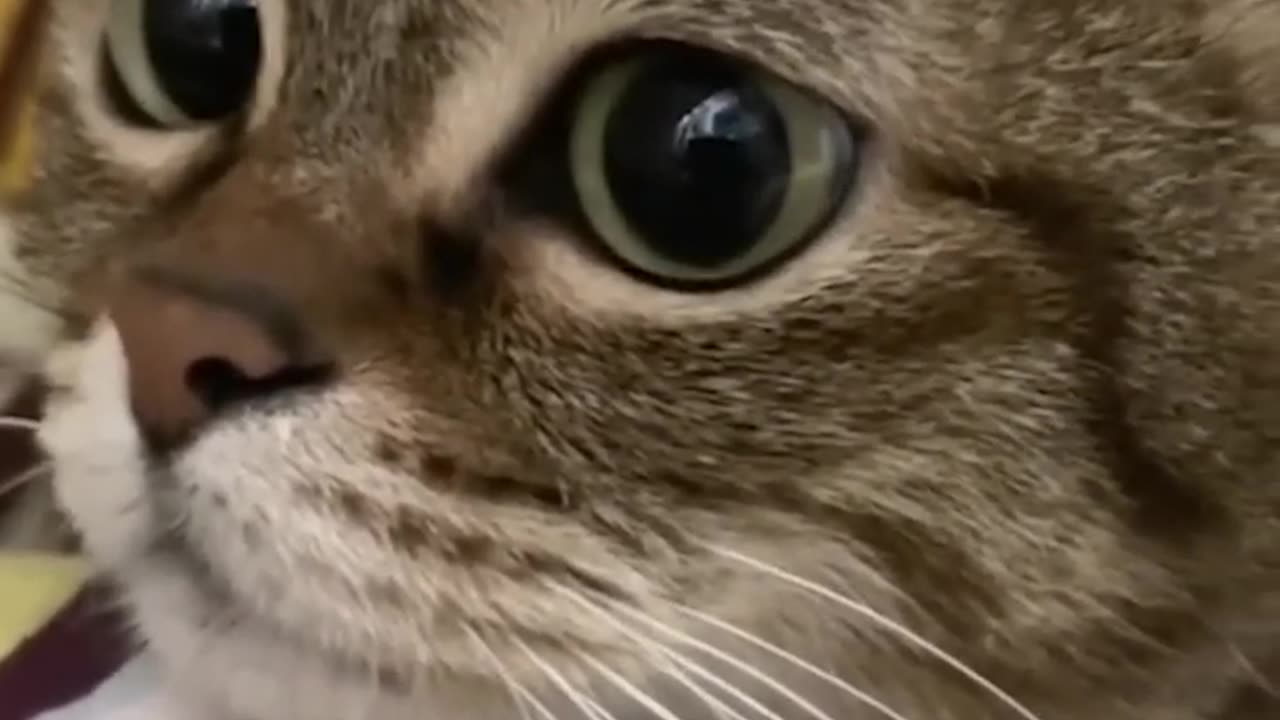 Funny cats video