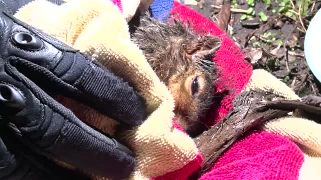 Rescuing a Squirrel Stuck in Rain Gutter