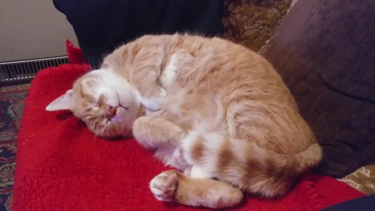 Sleeping Cat Quacks When His Owner Coughs