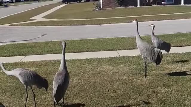 Sandhill cranes