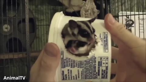 SUGAR GLIDERS Flying - Funny & Cute Compilation