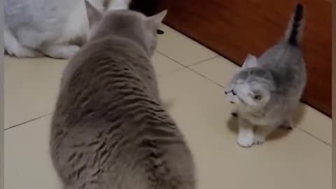 Funny Cats