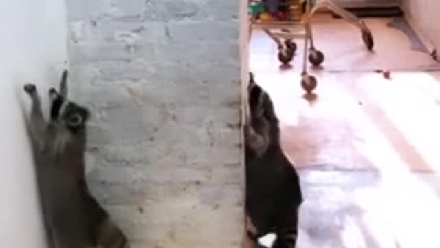 Trio of raccoons caught jumping in sync against the wall