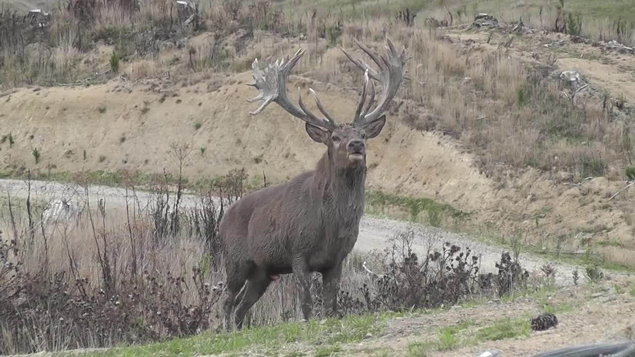 Red Stag roaring