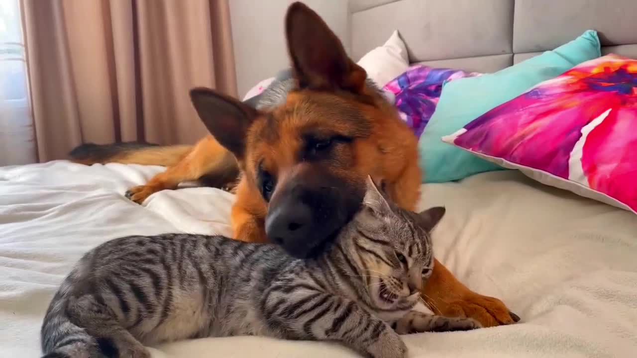 What does a German Shepherd do when a Cat ignores him