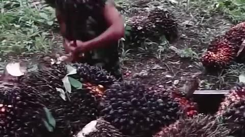 Palm oil devlopment