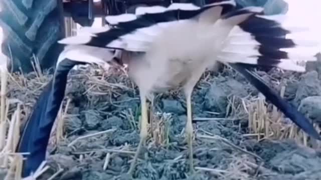 Mother love