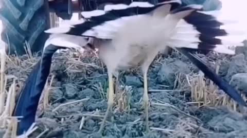 Mother love