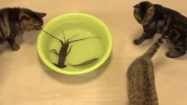 Funny cat And Fish #shorts #cat