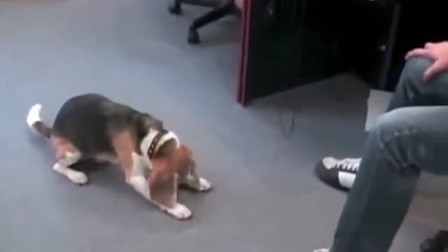 Magic trick with dog