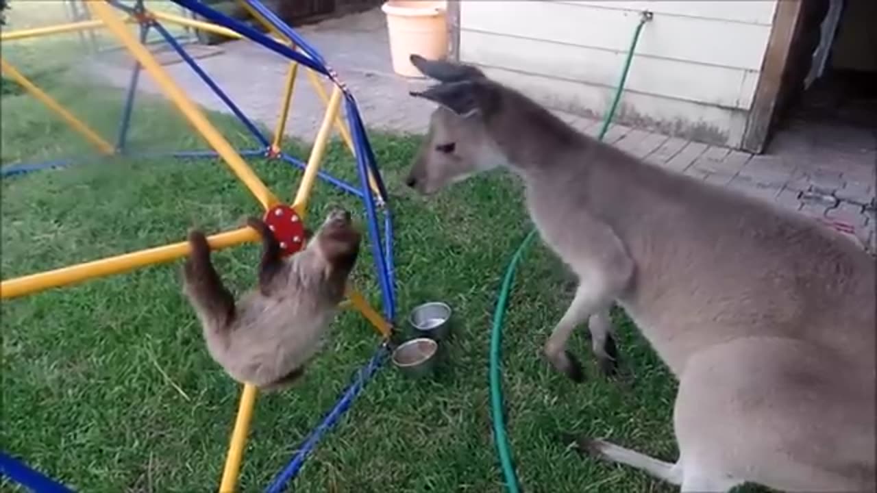 Baby sloth being sloth