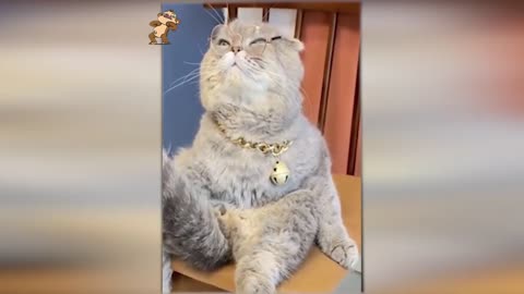 Funniest Dogs And Cats Videos - Best Funny Animals Videos 2023 # 02 | Funium