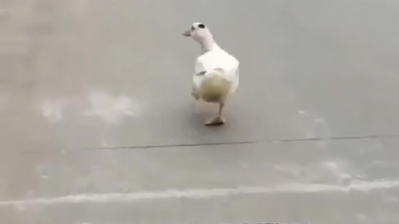 Funny pagwan video for enemals๐๐๐