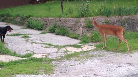 Deer vs. Dog