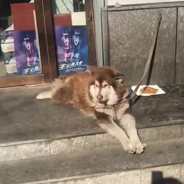 DOG CHILLING LIKE A BOSS 😎