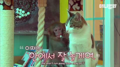 A stray cat goes to see the monkey every day