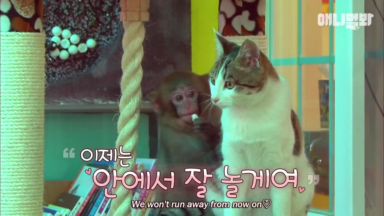 A stray cat goes to see the monkey every day