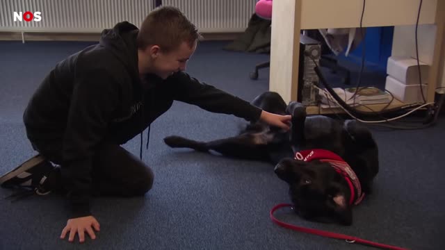 Schoolhond Ollie heeft een diploma om leerlingen te helpen