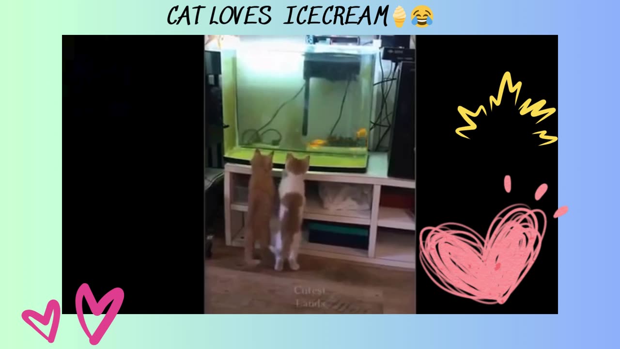 FUNNY MOMENTS COLLECTION****CAT PET LOVERS, CAT LOVES ICECREAM🍦😂