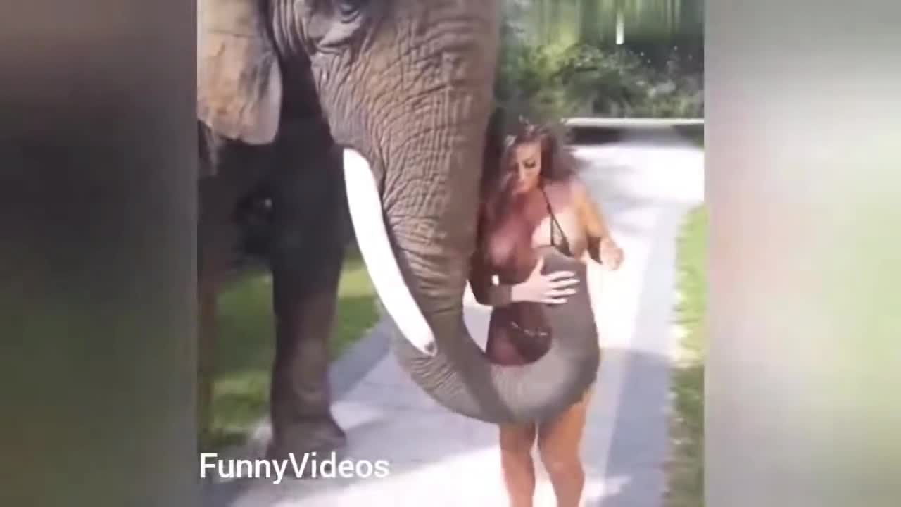 Try not to laugh! OMG elephants..!!