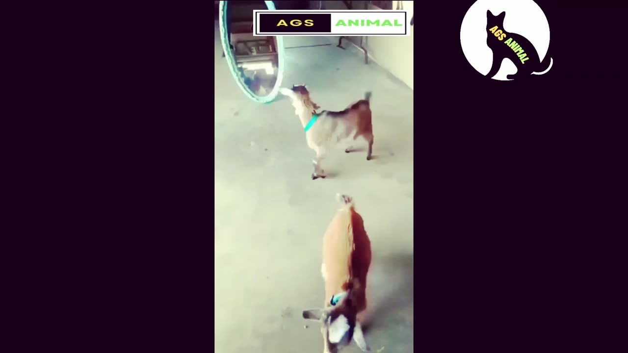2M VIEWS || Animal's Funny Moments || COMPILATION