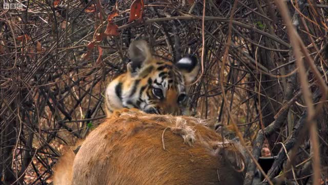 Tiger Teaches Her Cubs to Hunt |