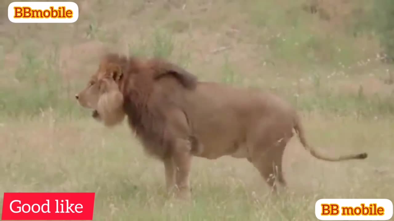 Discovery Wild Animal Fights 20 Buffalo vs 10 Lion Hyena & Wild