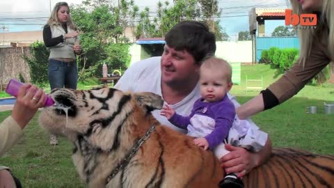 Living With Tigers Family Share Home With Pet Tigers