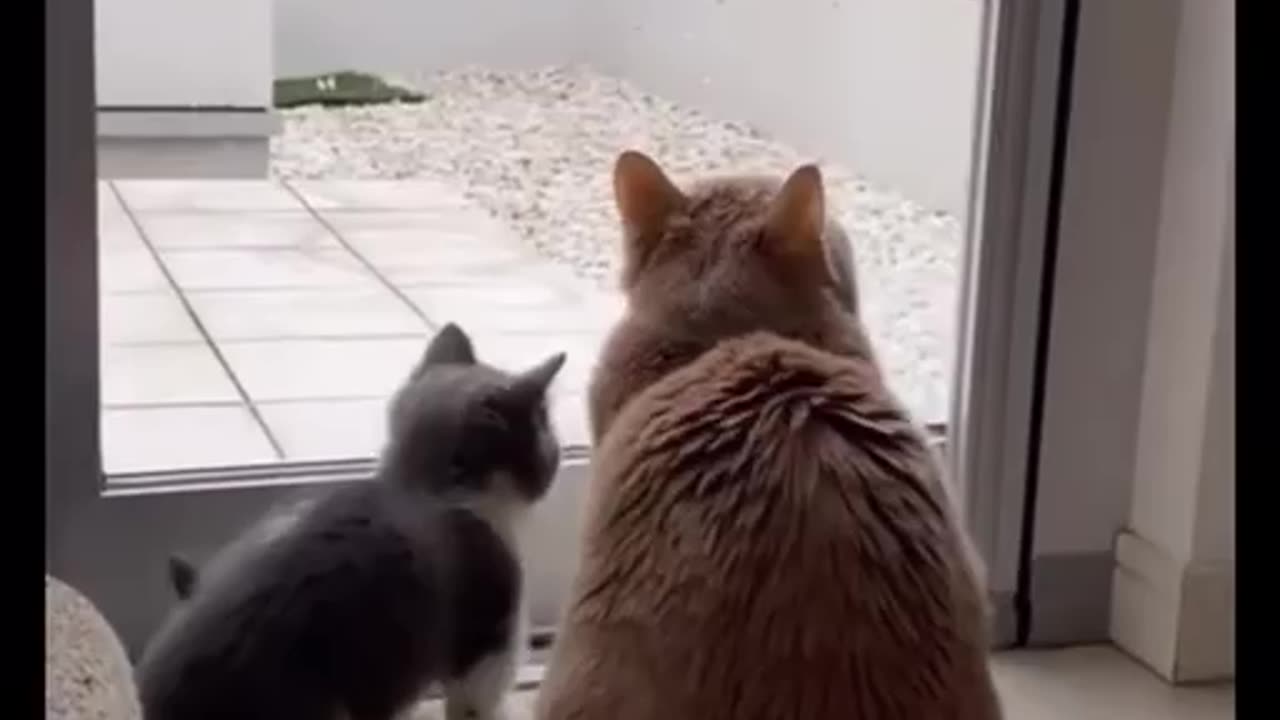 TRY NOT TO LAUGH 😆 Best Funny Videos Compilation 😂😁😆 Memes