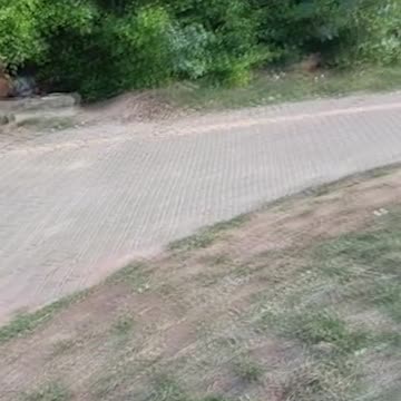 Gatos sao abandonados salvador Bahia