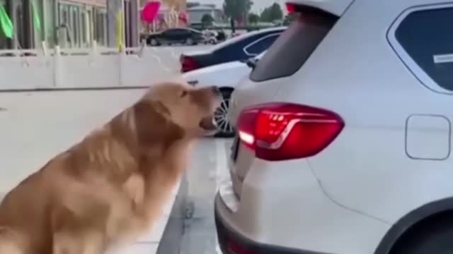 Most Popular Funny pet's compilation