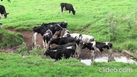 Grazing Giants: A Close-Up Look at the Behavioral Patterns of Cows