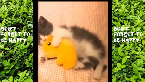 Funny Cats Video "Don't Forget To Be Happy"