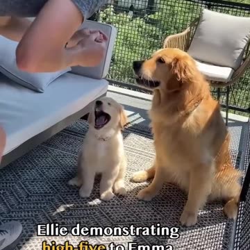 Ellie teaching high-five 🖐️🖐️to Emma-Cute Dogs _Lovely Pets