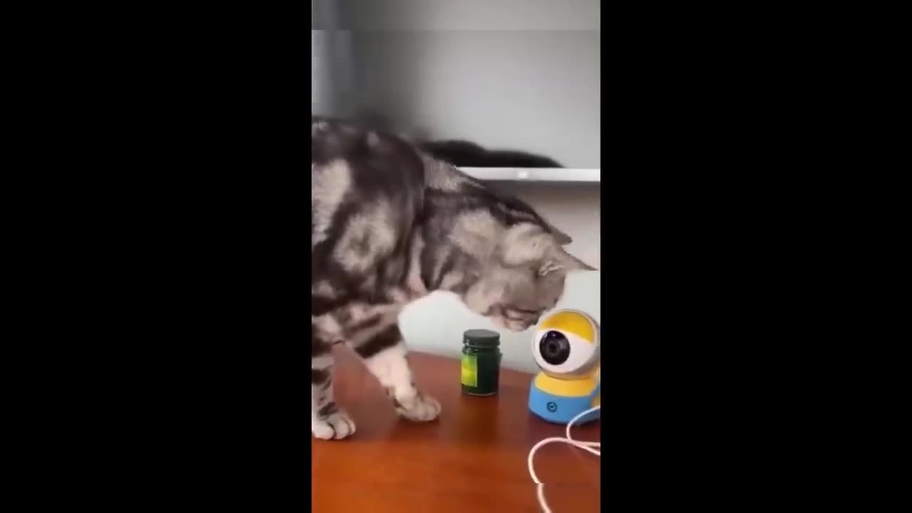 funny animalsvideo