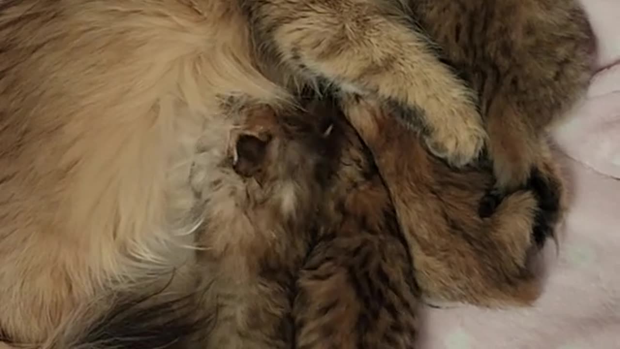 Cat with baby video | kitten video