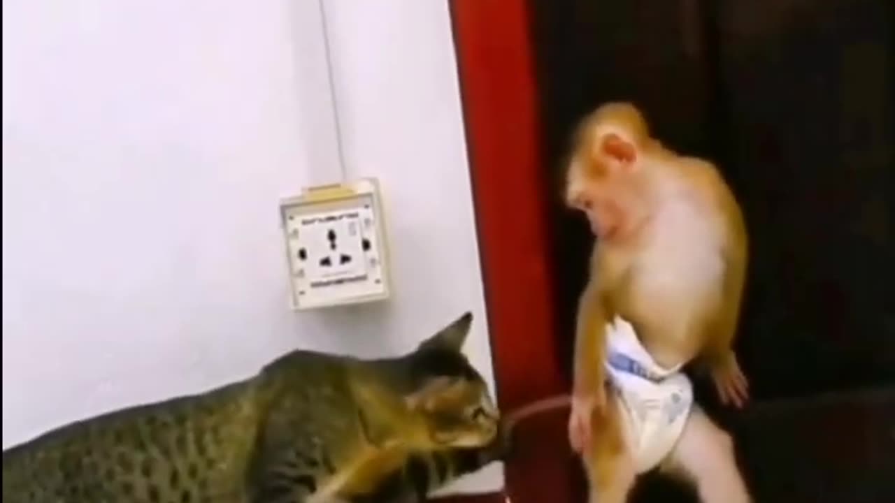 Cat and Monkey funny 😂 moment