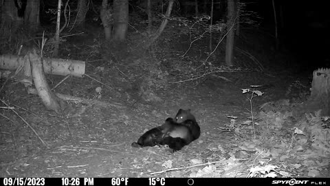 🐻😄 Funny | Overstuffed Black Bear Demonstrates the Art of Food Coma Yoga | FunFM